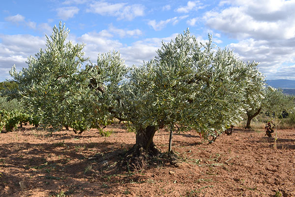 Olivos